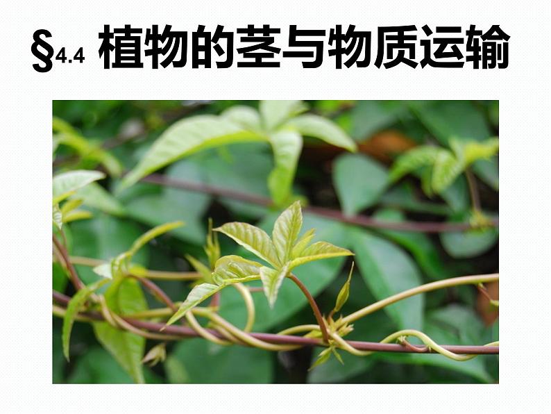 植物的茎与物质运输PPT课件免费下载02