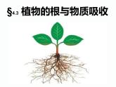 植物的根与物质吸收PPT课件免费下载