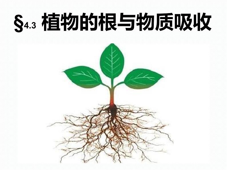 浙教版八年级下册科学课件：4.3 植物的根与物质吸收(共44张PPT)第2页