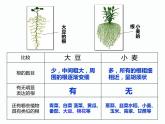 植物的根与物质吸收PPT课件免费下载