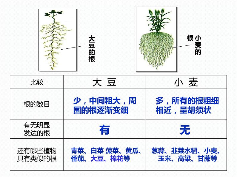 浙教版八年级下册科学课件：4.3 植物的根与物质吸收(共44张PPT)第4页