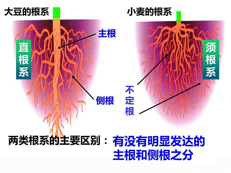 浙教版八年级下册科学课件：4.3 植物的根与物质吸收(共44张PPT)第5页