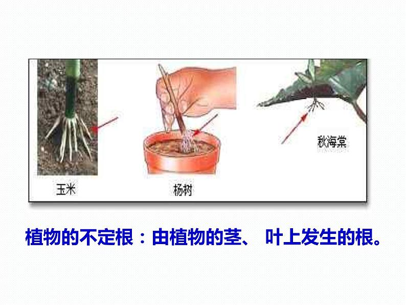 浙教版八年级下册科学课件：4.3 植物的根与物质吸收(共44张PPT)第6页