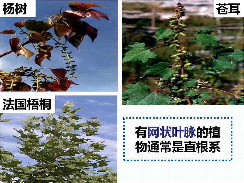 浙教版八年级下册科学课件：4.3 植物的根与物质吸收(共44张PPT)第7页