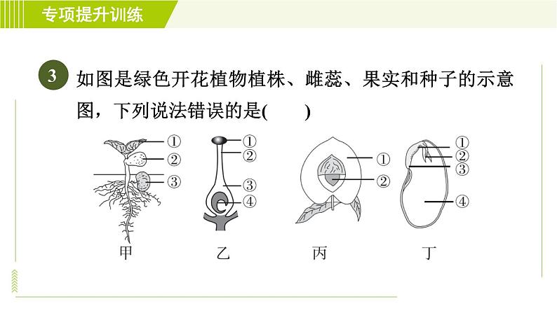 华师版七年级下册科学  专项提升训练(七)植物和微生物的生殖与发育 习题课件第7页