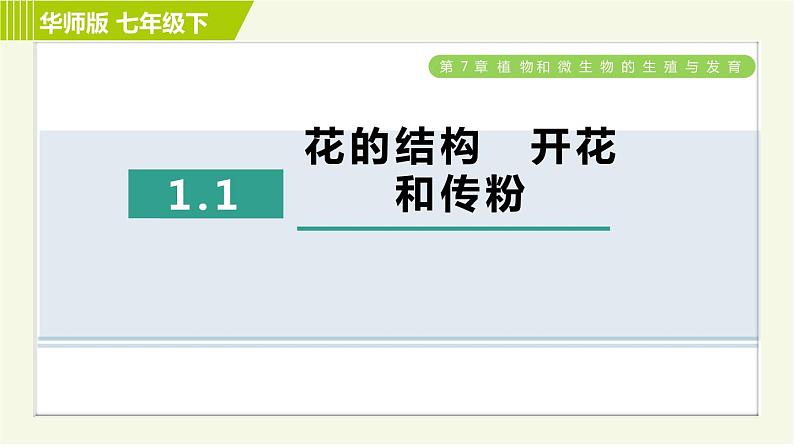 华师版七年级下册科学 第7章 7.1.1花的结构　开花和传粉 习题课件第1页