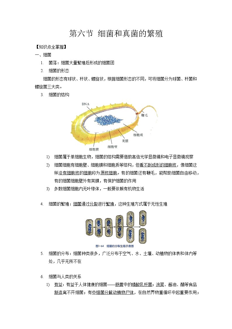 1.6 细菌和真菌的繁殖-2020-2021学年科学七年级下册讲练测（浙教版）01