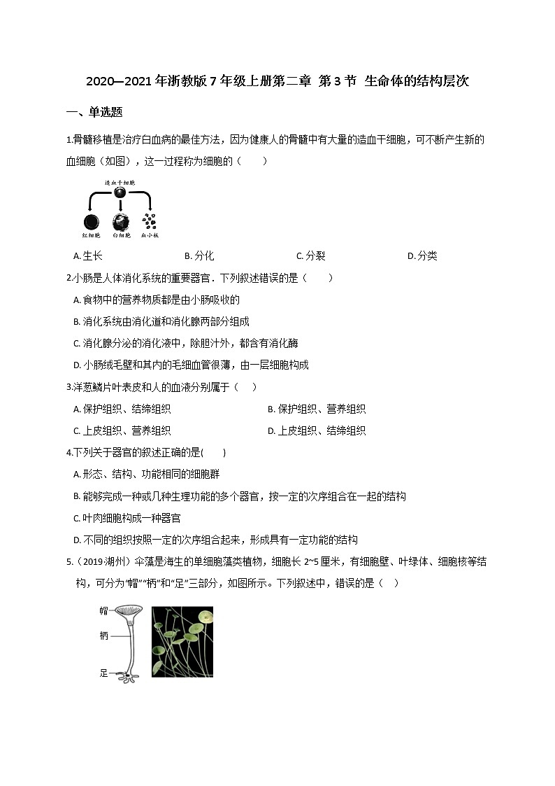 2.3  生命体的结构层次— 浙教版七年级科学上册练习01
