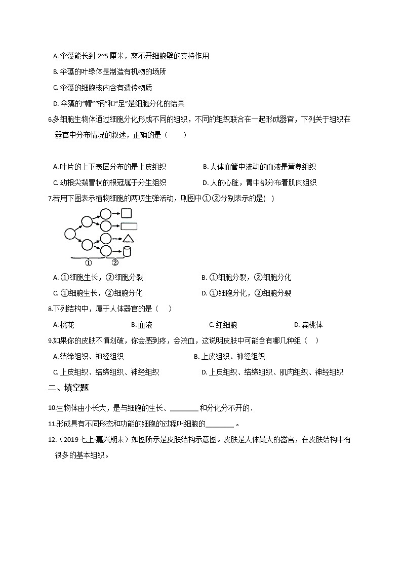 2.3  生命体的结构层次— 浙教版七年级科学上册练习02