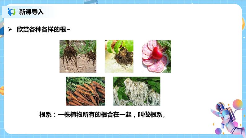 浙教版科学八4.3《植物的根与物质吸收 第1课时》课件03