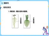 浙教版科学八4.3《植物的根与物质吸收 第1课时》课件