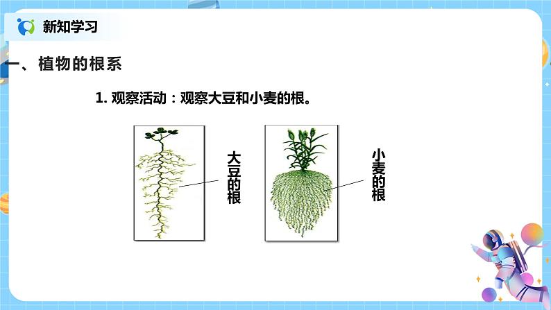 浙教版科学八4.3《植物的根与物质吸收 第1课时》课件04