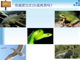 华师大版科学七年级上册 2.1 动物的主要类群_课件