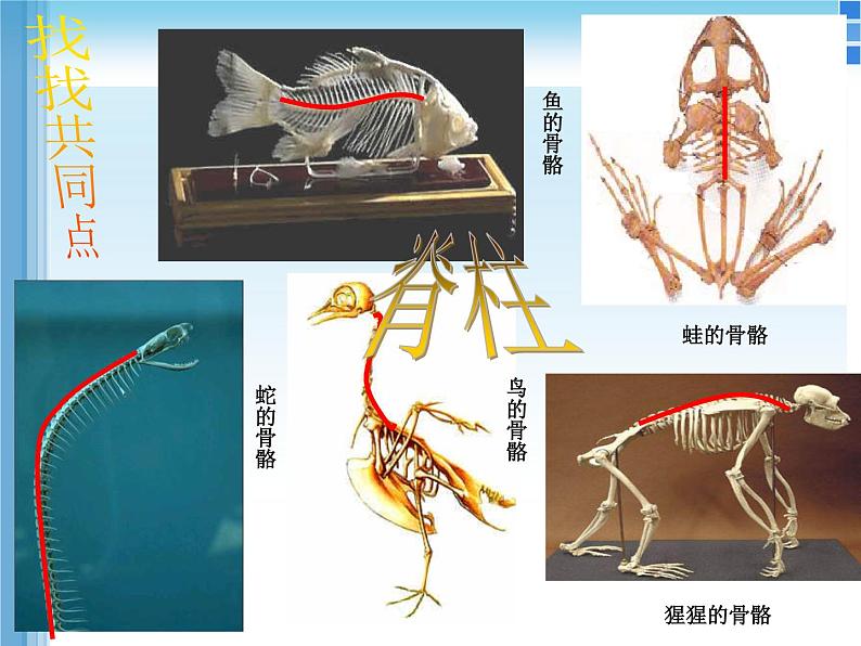 华师大版科学七年级上册 2.1 动物的主要类群_课件06