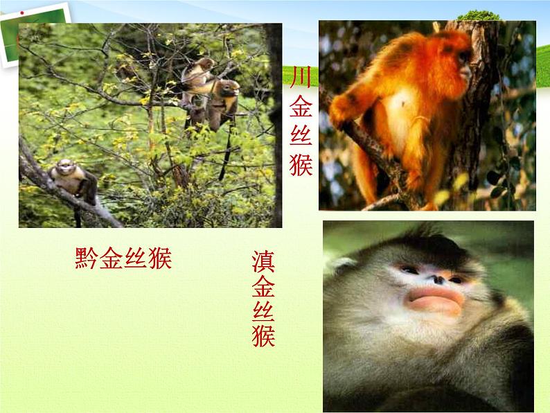 华师大版科学七年级上册 3.3 保护生物多样性_课件05