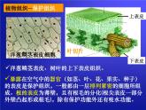 华师大版科学七年级上册 4.3 组织、器官和系统_课件