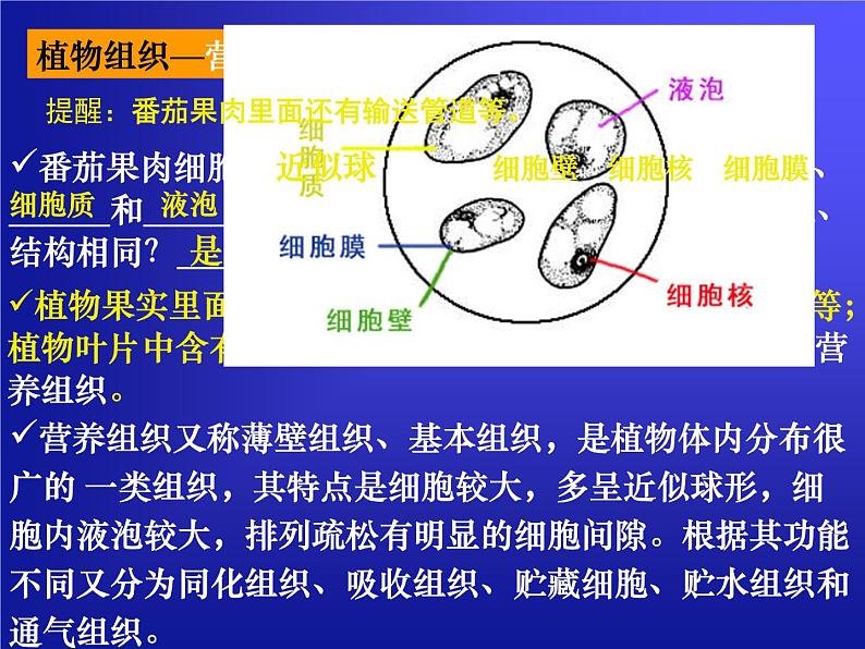 华师大版科学七年级上册 4.3 组织、器官和系统_课件04