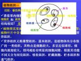 华师大版科学七年级上册 4.3 组织、器官和系统_课件