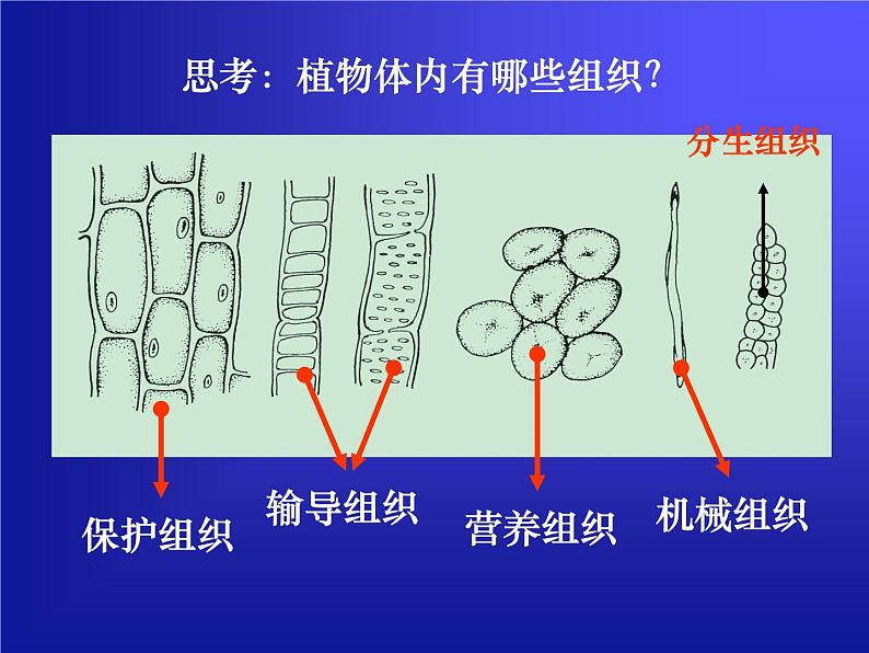 华师大版科学七年级上册 4.3 组织、器官和系统_课件06