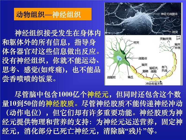 华师大版科学七年级上册 4.3 组织、器官和系统_课件08