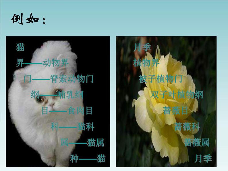 华师大版科学七年级上册 2.4 生物的分类_课件07