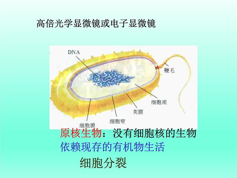 华师大版科学七年级上册 2.3 细菌和真菌_课件03