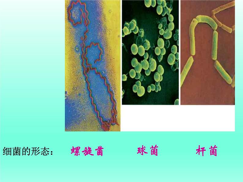 华师大版科学七年级上册 2.3 细菌和真菌_课件04