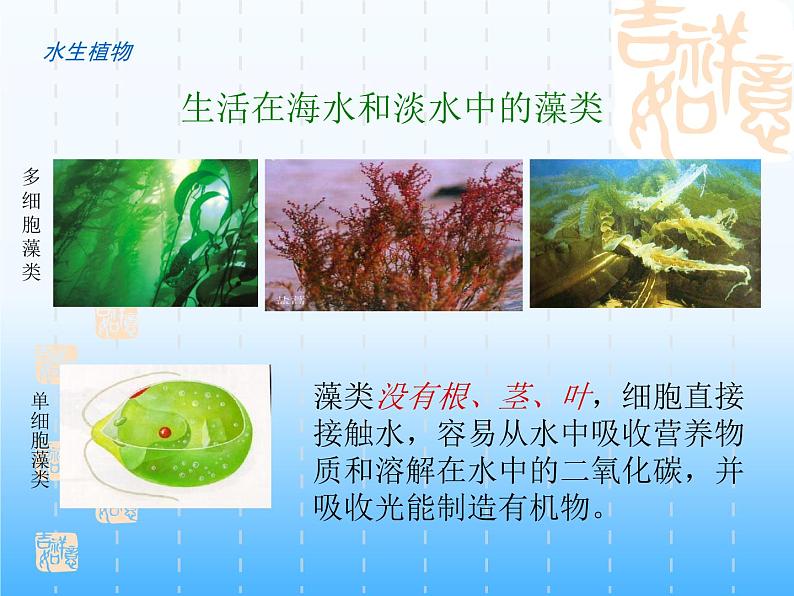 华师大版科学七年级上册 1.1 艳丽多姿的生物_课件03