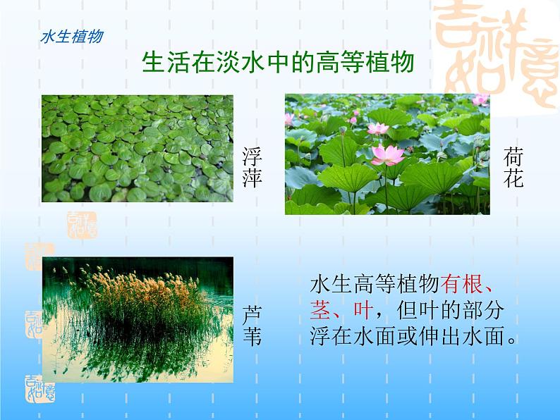华师大版科学七年级上册 1.1 艳丽多姿的生物_课件04