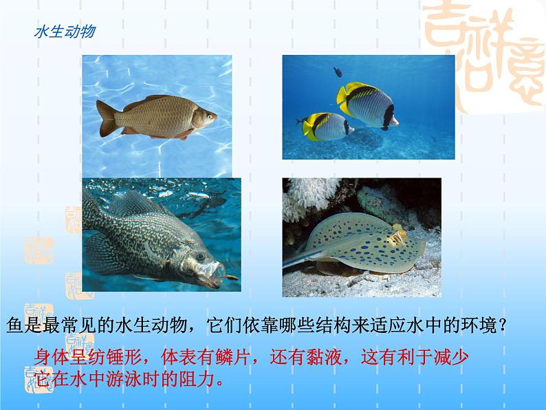 华师大版科学七年级上册 1.1 艳丽多姿的生物_课件08