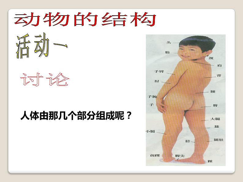 华师大版科学七年级上册 4.1 生物体_课件第6页