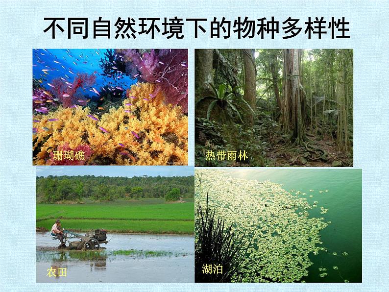 华师大版科学七年级上册 第3章 生物多样性 复习课件07
