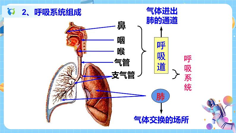 浙教版科学八年级下册 第3章 第5节 生物的呼吸和呼吸作用 (第1课时)课件PPT+教案+练习07