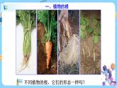 浙教版科学八年级下册 第4章 第3节 植物的根与物质吸收 (第1课时)课件PPT+教案+练习