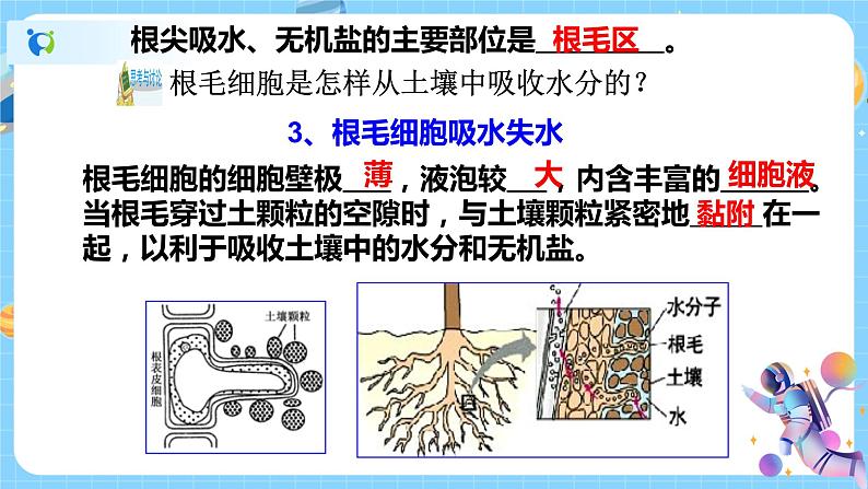 浙教版科学八年级下册 第4章 第3节 植物的根与物质吸收 (第2课时)课件PPT+教案+练习03