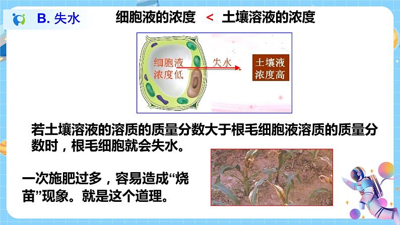 浙教版科学八年级下册 第4章 第3节 植物的根与物质吸收 (第2课时)课件PPT+教案+练习06