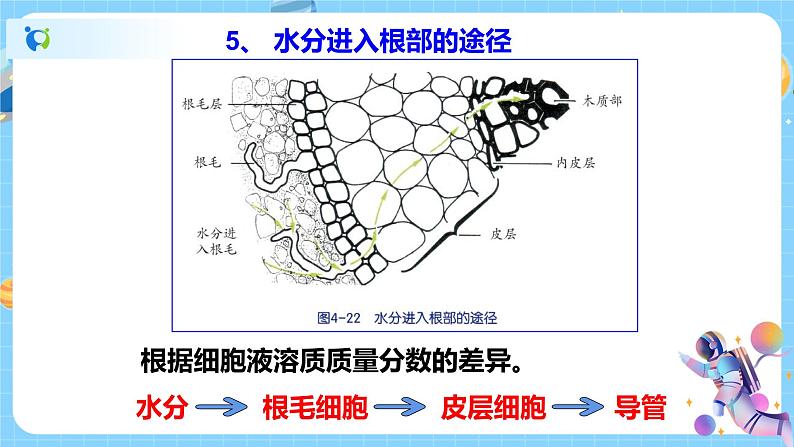 浙教版科学八年级下册 第4章 第3节 植物的根与物质吸收 (第2课时)课件PPT+教案+练习08