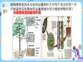 浙教版科学八年级下册 第4章 第4节 植物的茎与物质运输 (第1课时)课件PPT+教案+练习