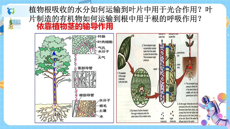 浙教版科学八年级下册 第4章 第4节 植物的茎与物质运输 (第1课时)课件PPT+教案+练习03