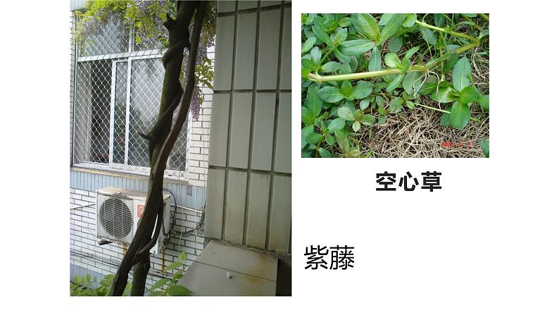 浙教版科学八年级下册 第4章 第4节 植物的茎与物质运输 (第1课时)课件PPT+教案+练习04