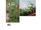 浙教版科学八年级下册 第4章 第4节 植物的茎与物质运输 (第1课时)课件PPT+教案+练习