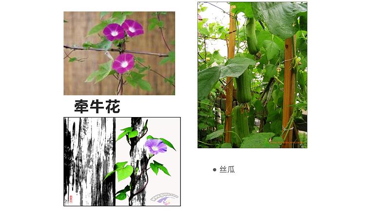 浙教版科学八年级下册 第4章 第4节 植物的茎与物质运输 (第1课时)课件PPT+教案+练习06