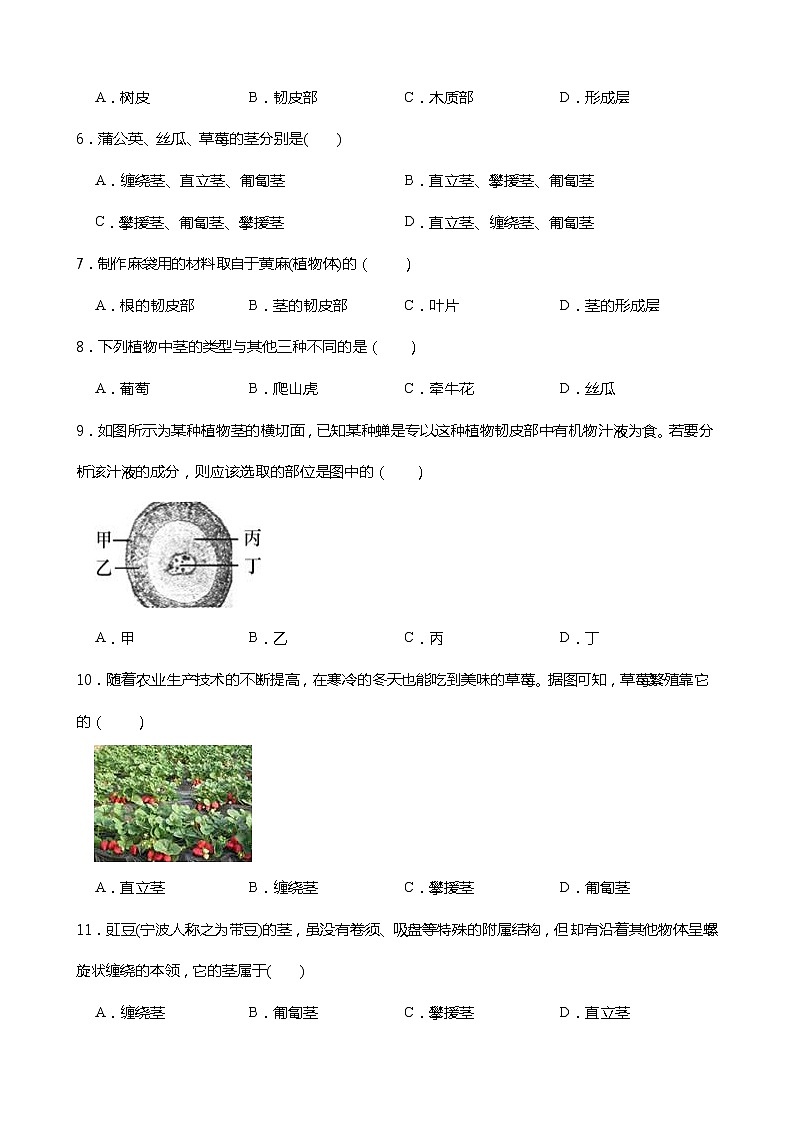 浙教版科学八年级下册 第4章 第4节 植物的茎与物质运输 (第1课时)课件PPT+教案+练习02