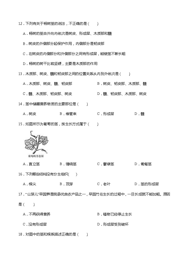 浙教版科学八年级下册 第4章 第4节 植物的茎与物质运输 (第1课时)课件PPT+教案+练习03