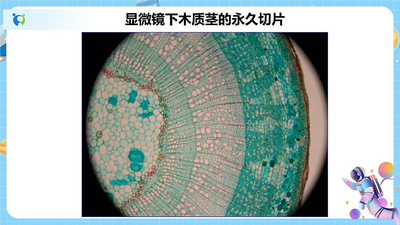 浙教版科学八年级下册 第4章 第4节 植物的茎与物质运输 (第2课时)课件PPT+教案+练习06