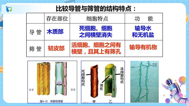 浙教版科学八年级下册 第4章 第4节 植物的茎与物质运输 (第2课时)课件PPT+教案+练习08