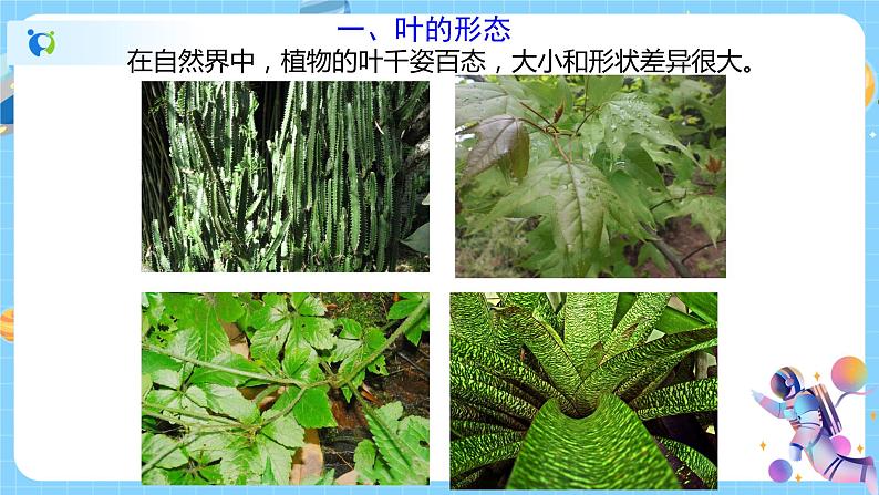 浙教版科学八年级下册 第4章 第5节 植物的叶与蒸腾作用课件PPT+教案+练习05