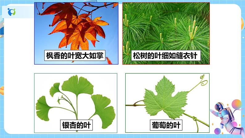 浙教版科学八年级下册 第4章 第5节 植物的叶与蒸腾作用课件PPT+教案+练习06