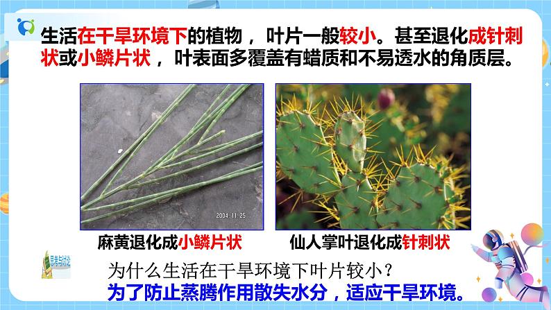 浙教版科学八年级下册 第4章 第5节 植物的叶与蒸腾作用课件PPT+教案+练习08