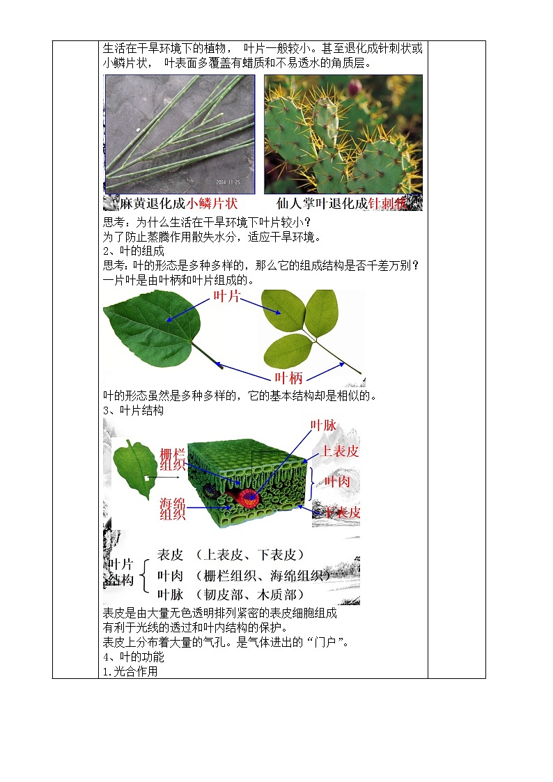 浙教版科学八年级下册 第4章 第5节 植物的叶与蒸腾作用课件PPT+教案+练习02